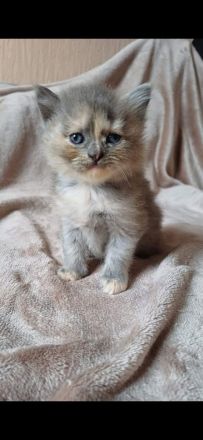 Wunderschöne BLH/BKH Kitten suchen Dich!