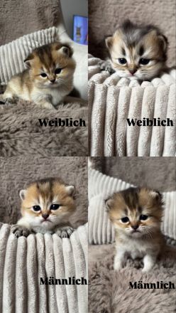 Britisch Kurzhaar/ Britisch Langhaar Kitten abzugeben 🐾