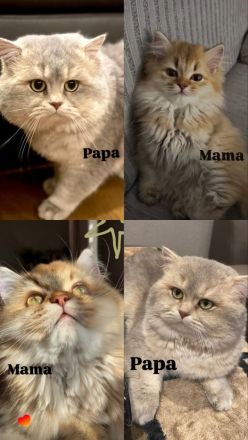 Britisch Kurzhaar/ Britisch Langhaar Kitten abzugeben 🐾
