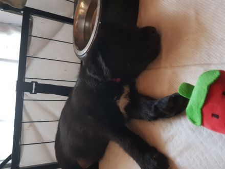 Schafpudel Labradormischlinge