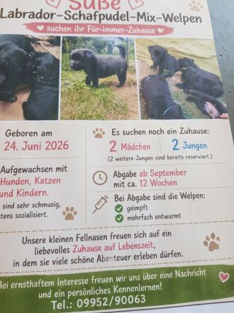 Schafpudel Labradormischlinge