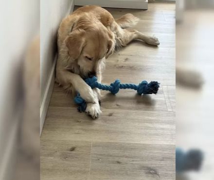 Labra-(Golden-)Doodle Welpen