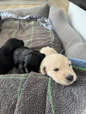 Labra-(Golden-)Doodle Welpen