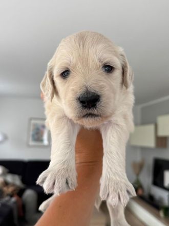 Labra-(Golden-)Doodle Welpen
