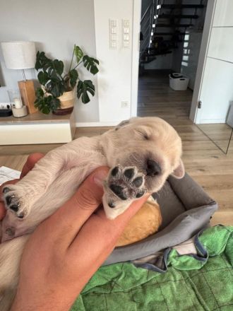 Labra-(Golden-)Doodle Welpen