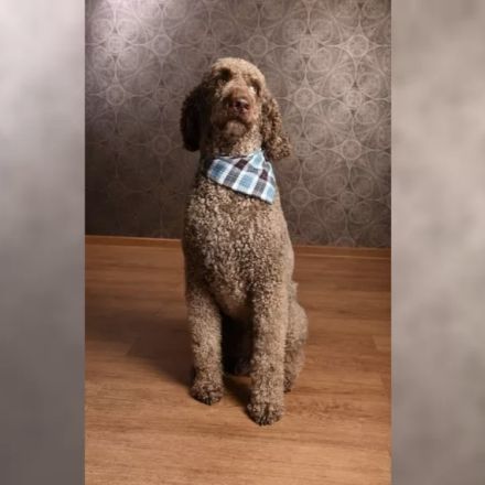 Labra-(Golden-)Doodle Welpen