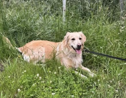Labra-(Golden-)Doodle Welpen
