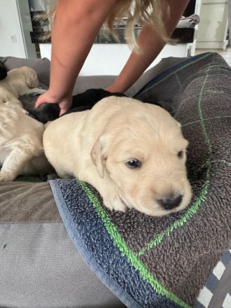 Labra-(Golden-)Doodle Welpen