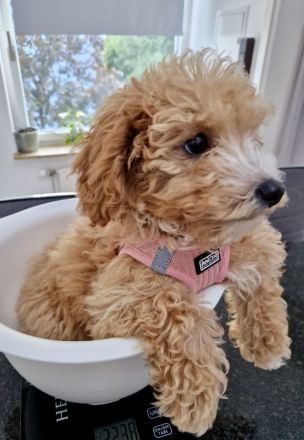 Süße Maltipoo Hündin sucht ihr Für-immer-Zuhause