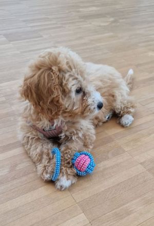 Süße Maltipoo Hündin sucht ihr Für-immer-Zuhause