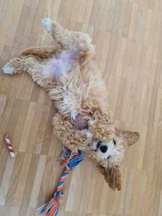 Süße Maltipoo Hündin sucht ihr Für-immer-Zuhause