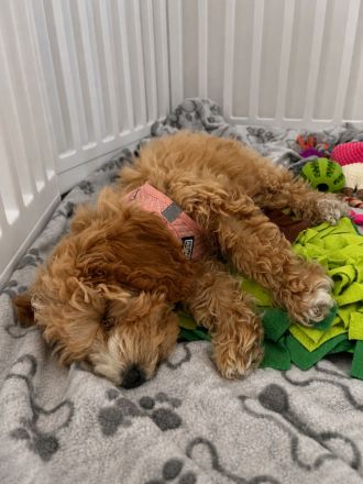 Süße Maltipoo Hündin sucht ihr Für-immer-Zuhause