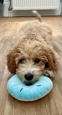 Süße Maltipoo Hündin sucht ihr Für-immer-Zuhause