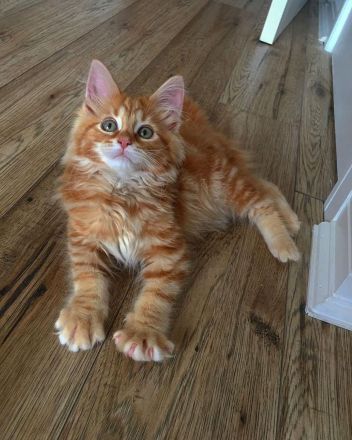 Maine Coon Kitten