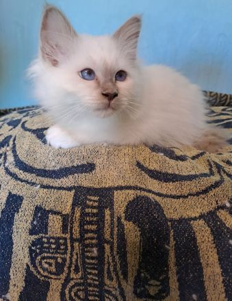 Heilige Birma Katzen mit Stammbaum