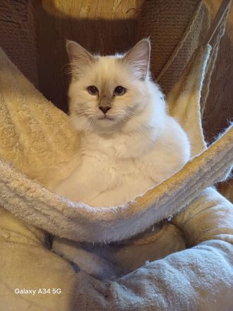 Heilige Birma Katzen mit Stammbaum