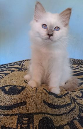 Heilige Birma Katzen mit Stammbaum