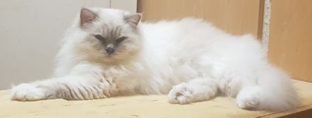 Heilige Birma Katzen mit Stammbaum