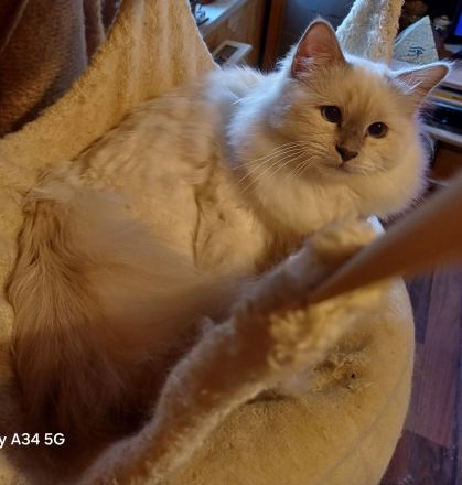 Heilige Birma Katzen mit Stammbaum