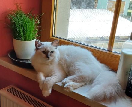 Heilige Birma Katzen mit Stammbaum