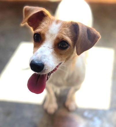 Zärtliche NARI, verspielt und verschmust - der perfekte Familienhund!