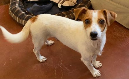 Zärtliche NARI, verspielt und verschmust - der perfekte Familienhund!