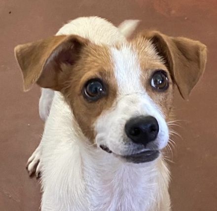 Zärtliche NARI, verspielt und verschmust - der perfekte Familienhund!