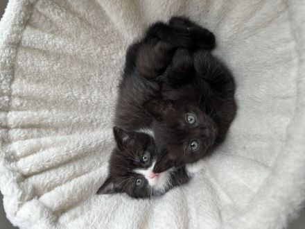 BKH EKH KITTEN abgabebereit