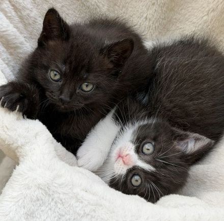 BKH EKH KITTEN abgabebereit