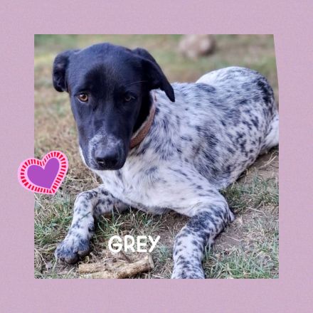 GREY, verschmuster Sonnenschein und pure Lebensfreude!
