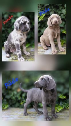 Weimaraner-Welpen in liebevolle Hände abzugeben