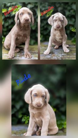 Weimaraner-Welpen in liebevolle Hände abzugeben