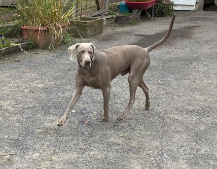 Weimaraner-Welpen in liebevolle Hände abzugeben