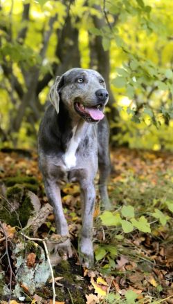 Weimaraner-Welpen in liebevolle Hände abzugeben