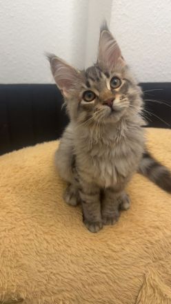Liebevolles Zuhause für unseren Maine Coon Kater gesucht