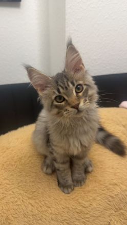 Liebevolles Zuhause für unseren Maine Coon Kater gesucht