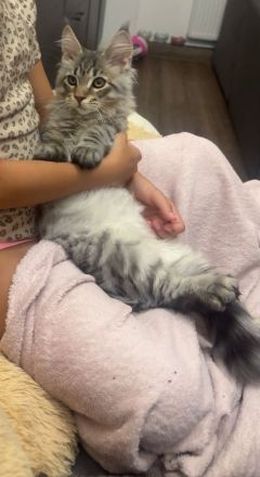 Liebevolles Zuhause für unseren Maine Coon Kater gesucht