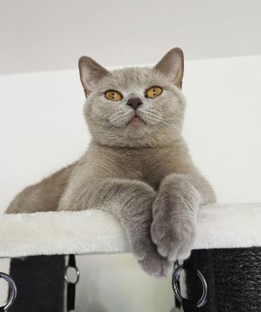 Bkh Kitten