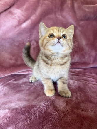 Bkh Kitten