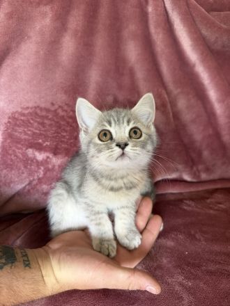 Bkh Kitten