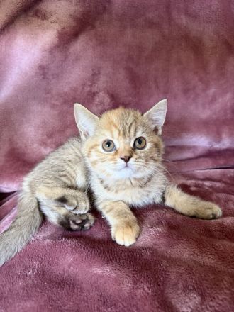 Bkh Kitten
