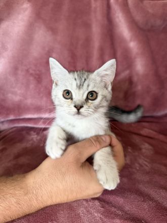 Bkh Kitten