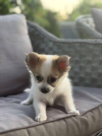 Chihuahua-Rüde Welpe