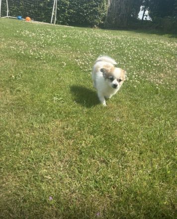 Chihuahua-Rüde Welpe