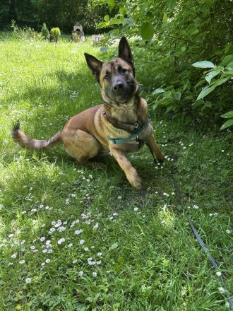 Schäferhund Labrador Mischling