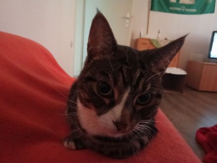 Prinzessin sucht ein Frauchen für immer