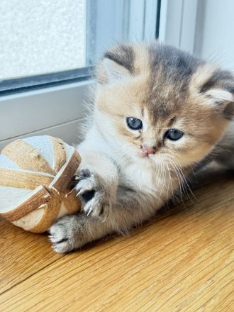 BKH Kitten Golden shaded & weiß 🥰