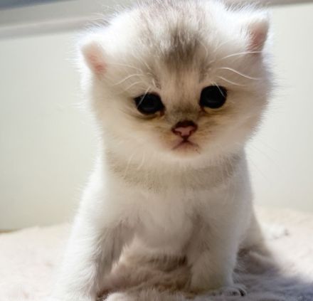 BKH Kitten Golden shaded & weiß 🥰