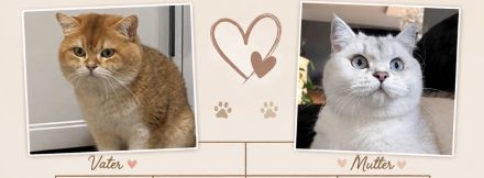 BKH Kitten 🥰
