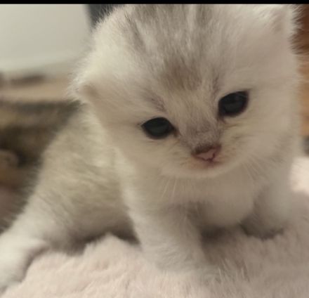 BKH Kitten 🥰